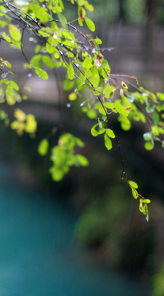 秋雨的诗句古诗唯美（赞美秋天的雨的诗句）
