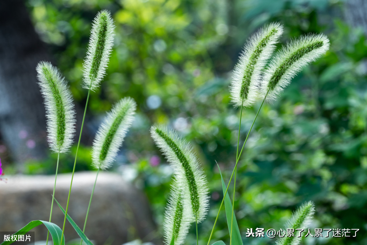 形容清心寡欲的句子（清心寡欲的朋友圈文案）
