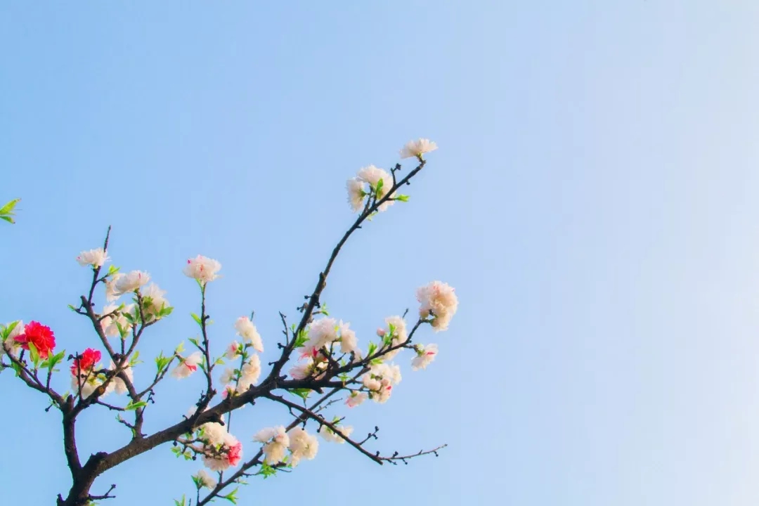 与春天有关的成语（形容春暖花开的成语）