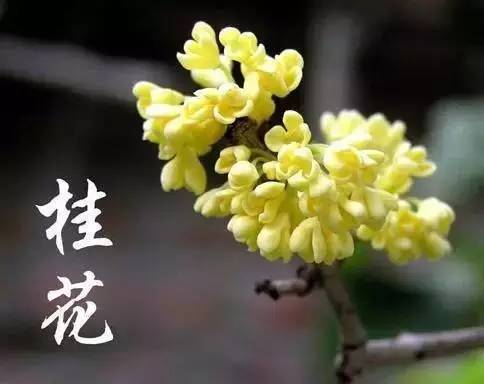 鹧鸪天桂花表达了什么（鹧鸪天桂花原文鉴赏）