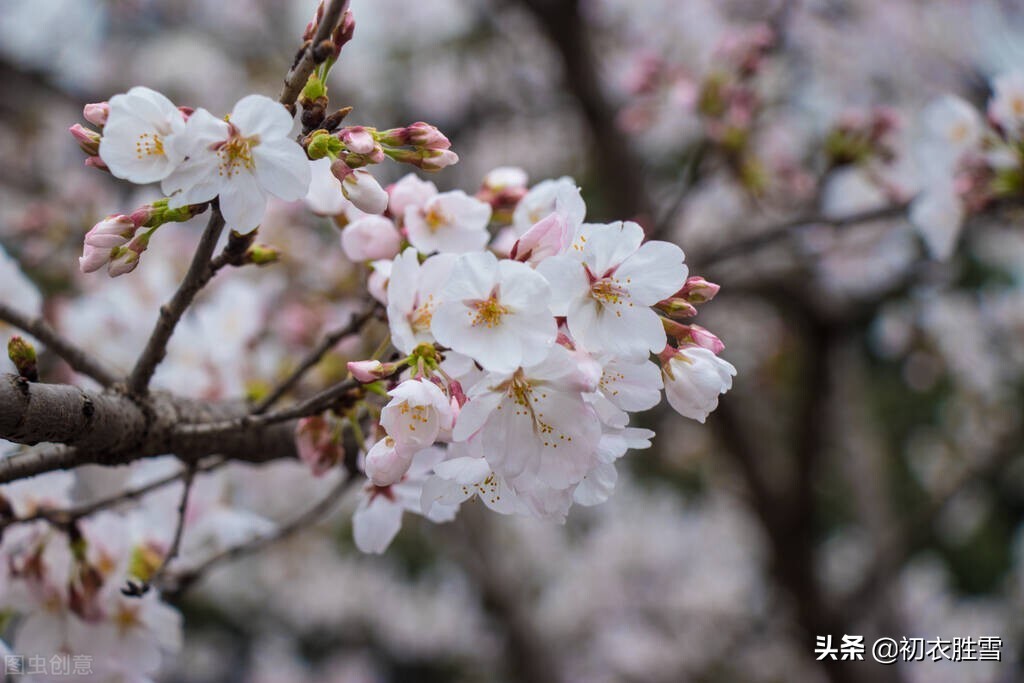 描写樱花的诗句有什么（赞美樱花的诗句欣赏）