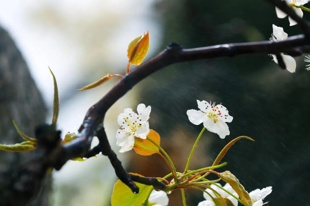 赞美梨花的诗句大全（关于赞美梨花的优美古诗）