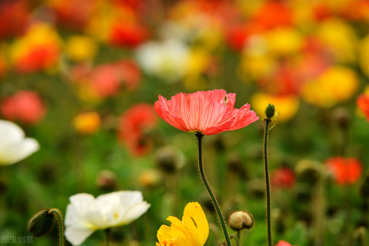 春花秋月原文（虞美人春花秋月何时了翻译及赏析）