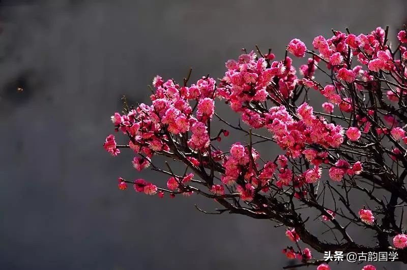 关于梅花古诗有哪些（赞美梅花的诗词欣赏）