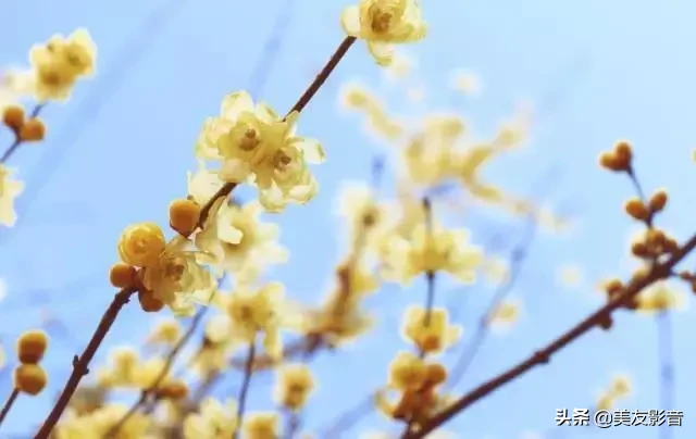 咏梅诗词精选赏析（著名梅花诗词赏析）
