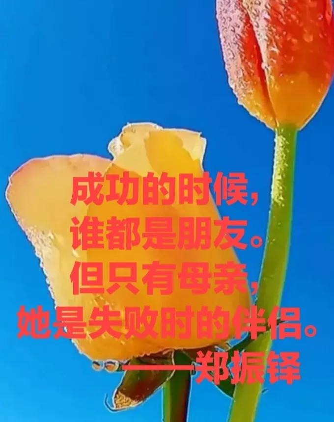 赞美母亲的句子和段落优美（歌颂母爱的优美语段）