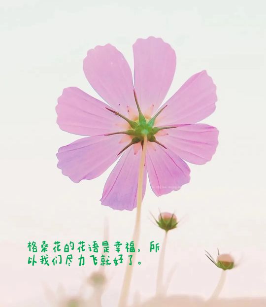 描写蝴蝶的优美句子（关于蝴蝶的唯美短句）