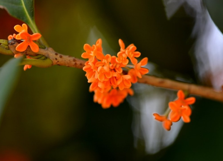 关于桂花的诗句（八月桂花香经典诗句）