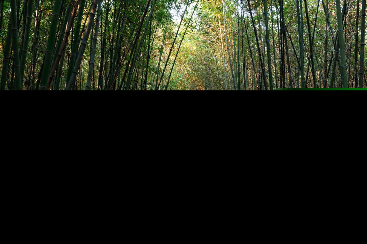 竹子精神名言名句（竹子成长过程的励志启示）