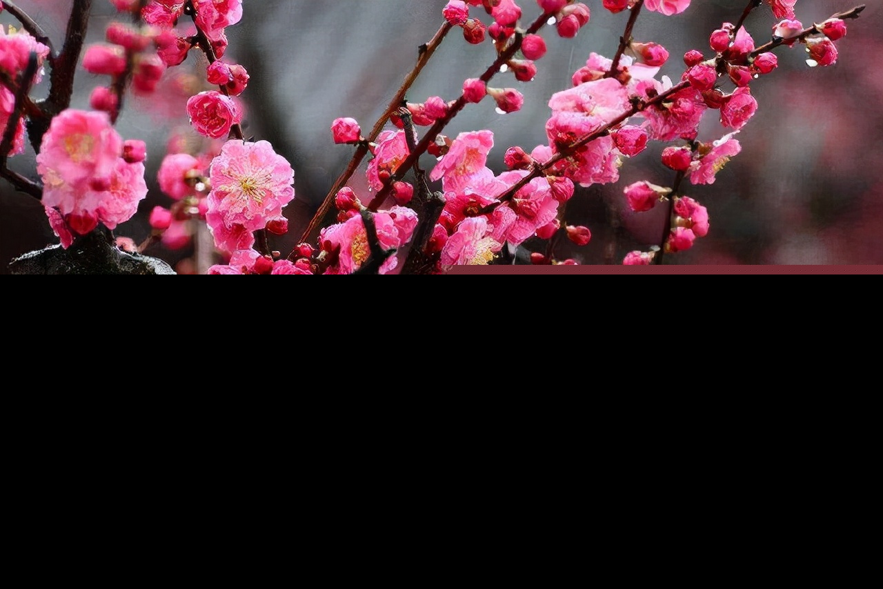 李清照的诗词全集赏析（千古第一才女李清照诗词鉴赏）