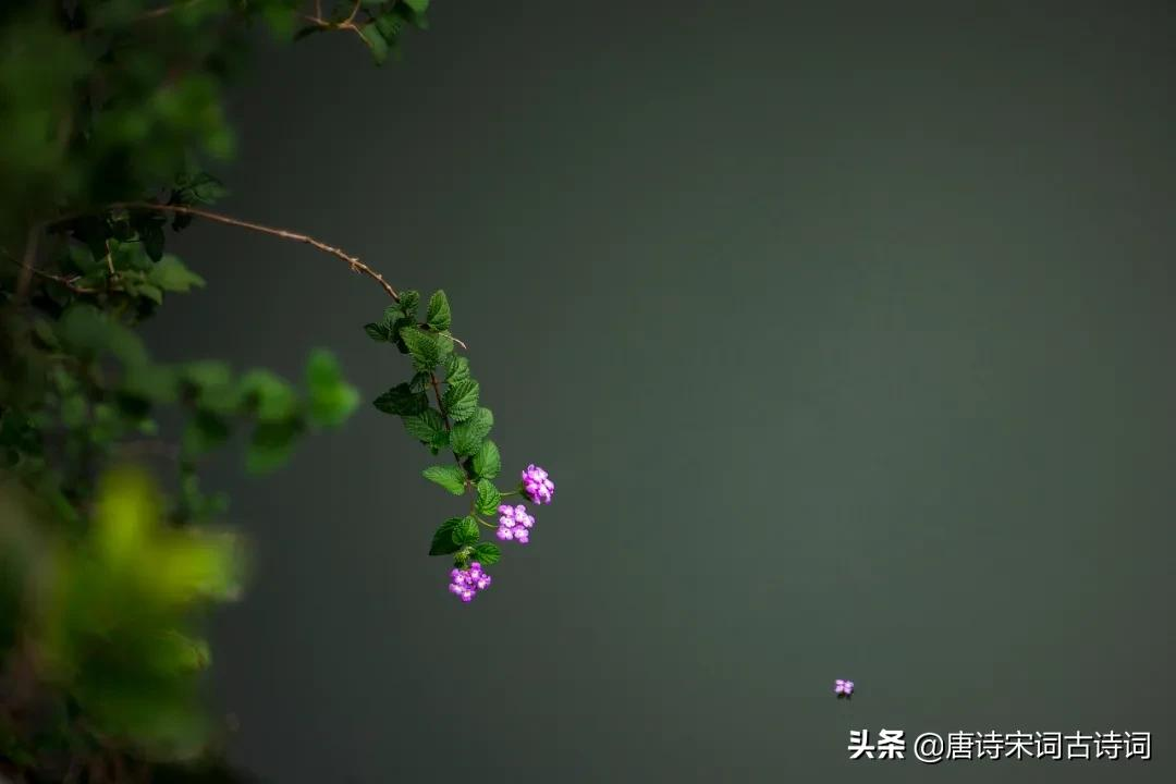 雨前初见花间蕊下一句是什么（雨前初见花间蕊全诗及赏析）
