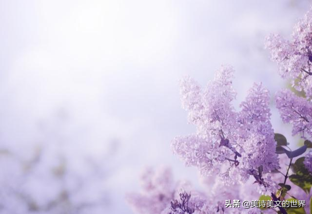 柳永蝶恋花表达了什么（柳永蝶恋花原文赏析）