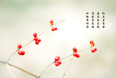 红豆古诗王维意思（红豆古诗的意思翻译）