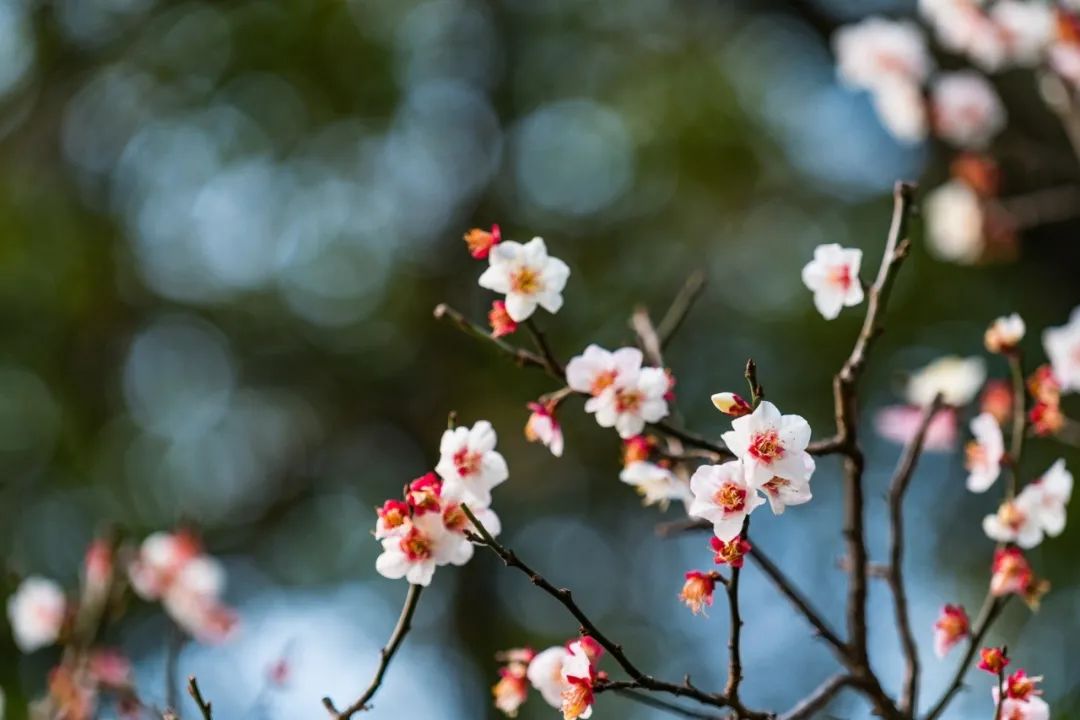 关于春花的诗句有哪些（赞美花的优美诗句）