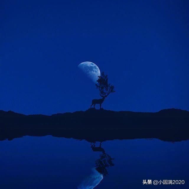 关于鹿的诗句唯美（赞美梅花鹿的诗句）