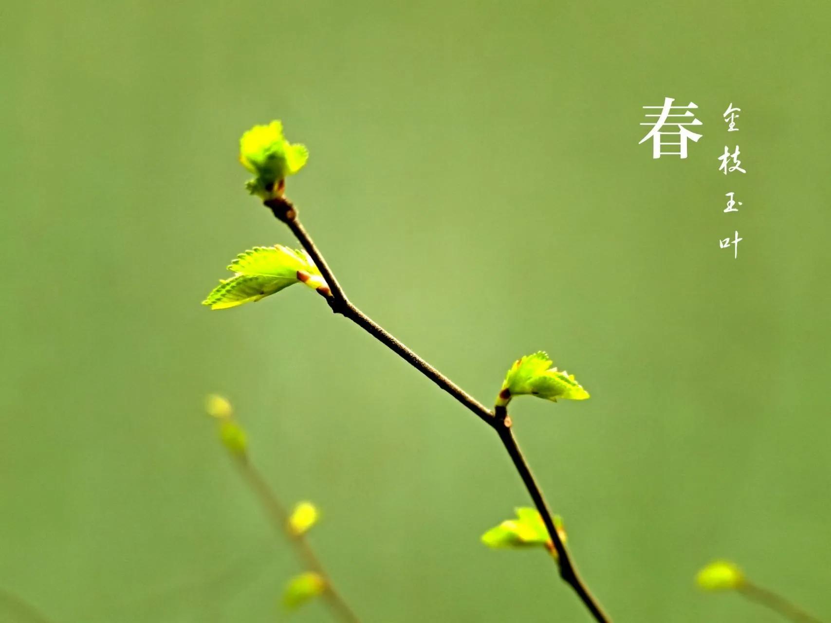 春天的短句唯美摘抄（关于描写春天的优美句子）
