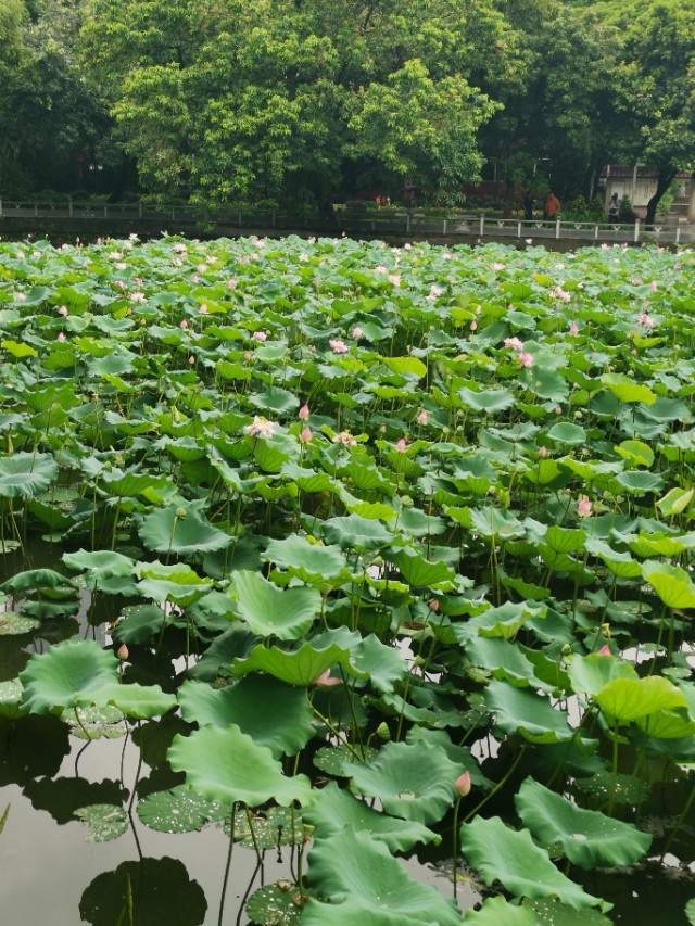 涉江采芙蓉原文及翻译（涉江采芙蓉汉乐府）