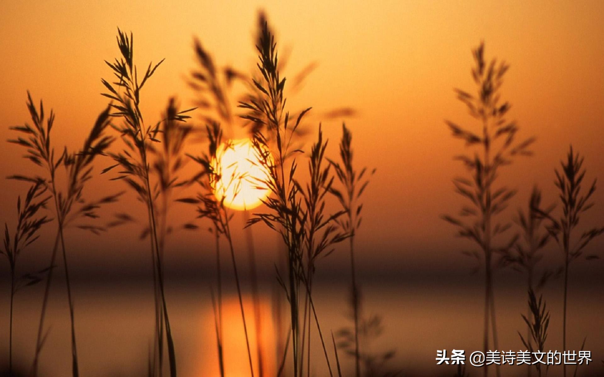 挈妇将雏鬓有丝全诗（惯于长夜过春时全诗翻译）