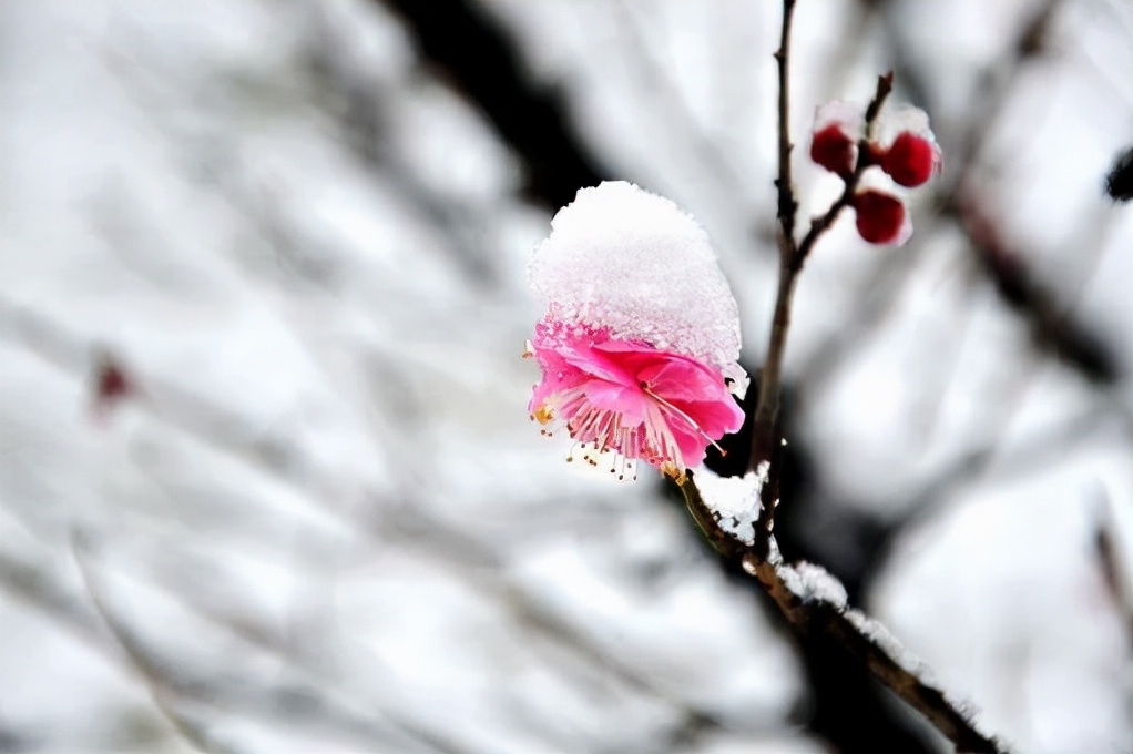 梅花诗句经典名句（赞美梅花的优美诗句）