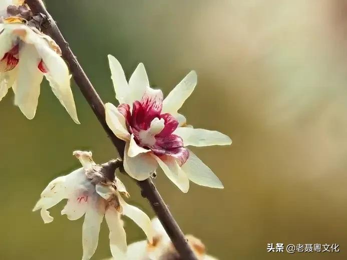投机取巧的意思是什么（投机取巧解释和意思）