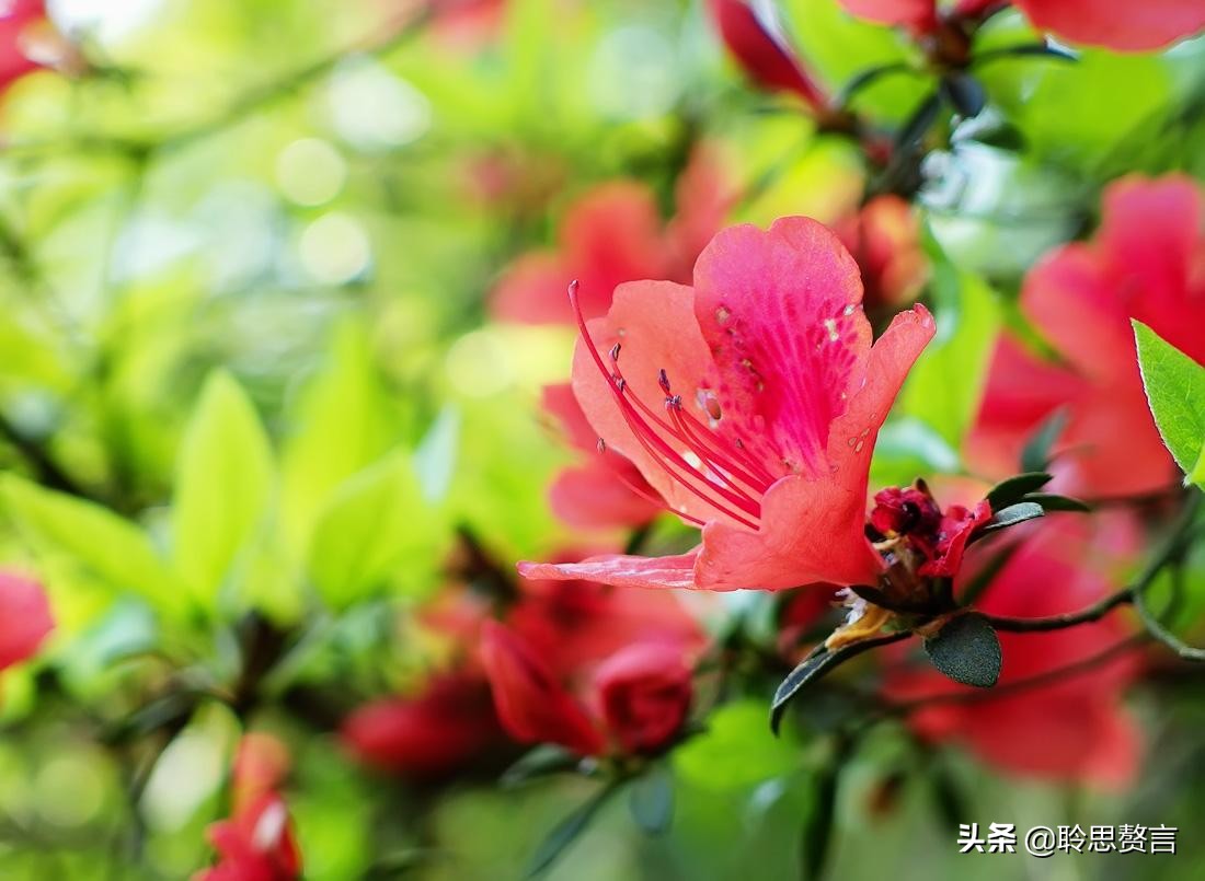 写杜鹃的诗句有哪些（赞美杜鹃的诗句古诗鉴赏）