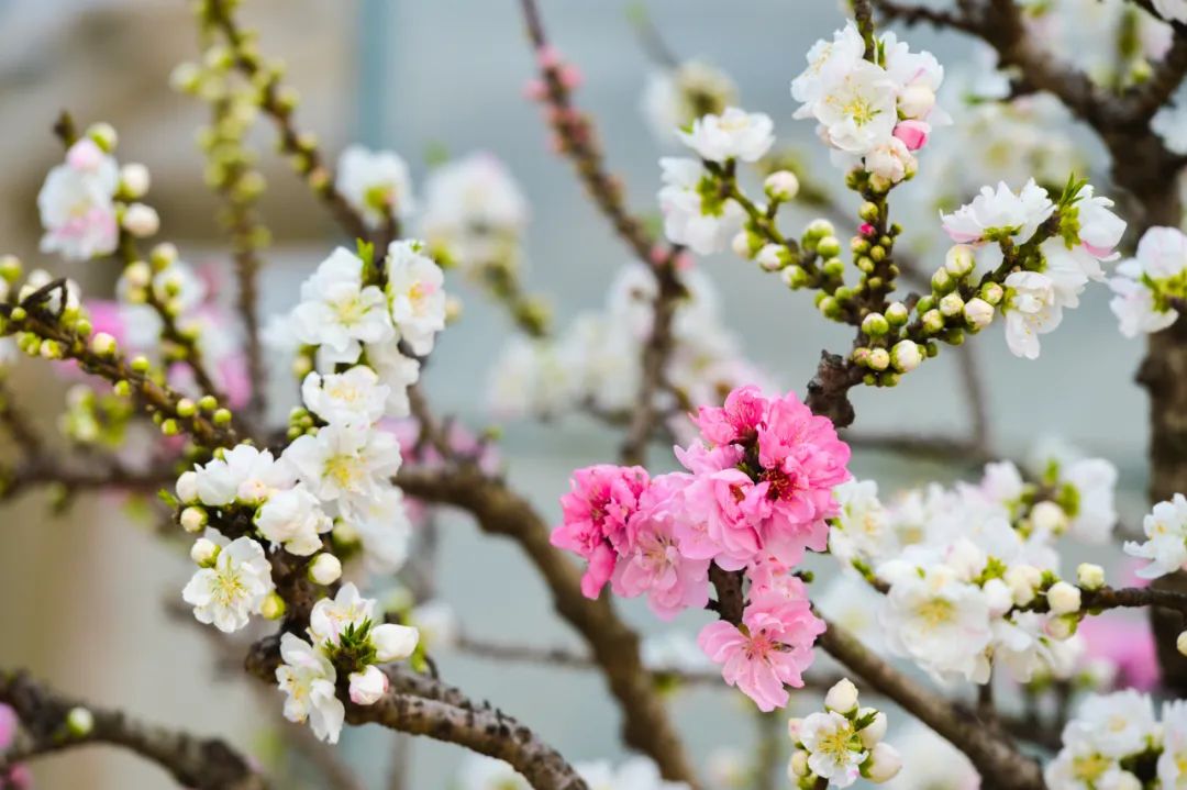 春分节气古诗欣赏（赞美春分的古诗赏析）