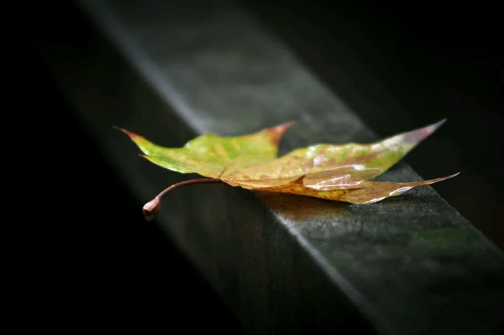 秋雨梧桐叶落时下一句是什么（秋风梧桐叶落时诗句及散文）