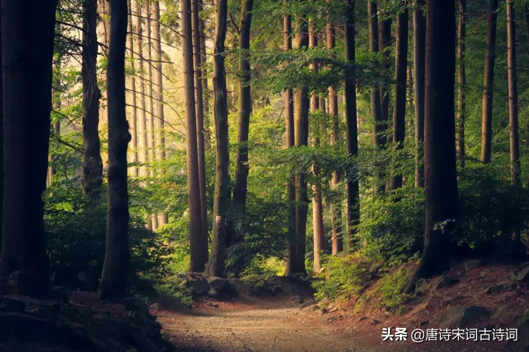激励人的诗句有哪些（鼓励人的经典诗句集锦）