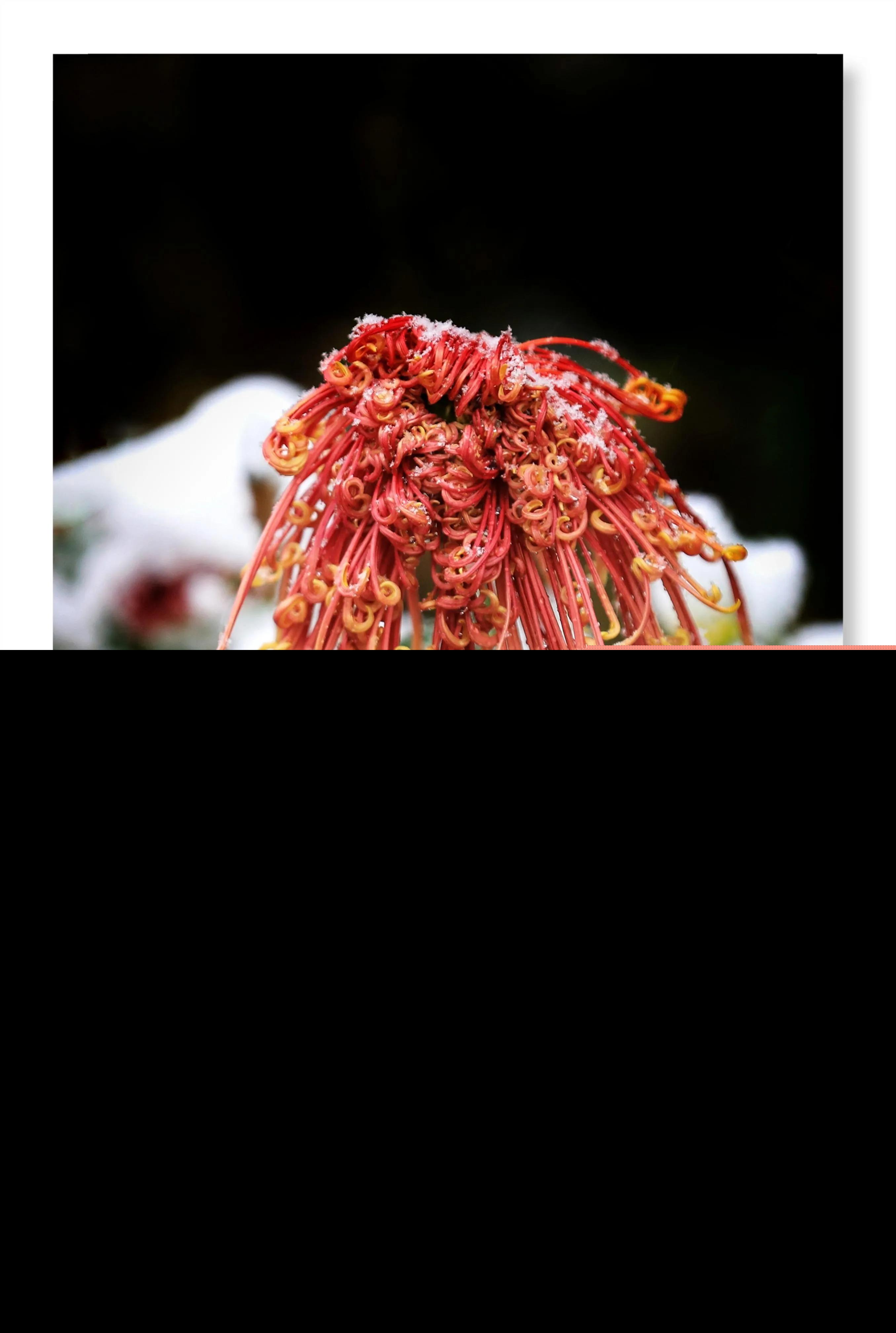 菊花的品格和志向（赞美菊花的品质和精神）