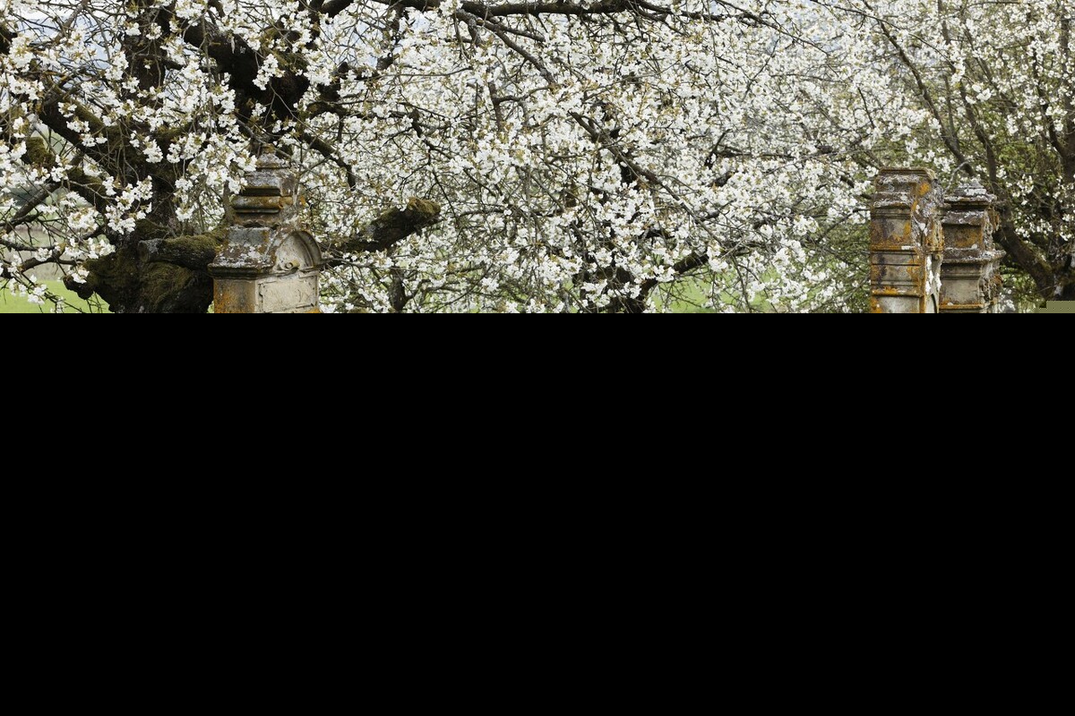 关于清明节的诗句有哪些（最有名的清明节古诗）