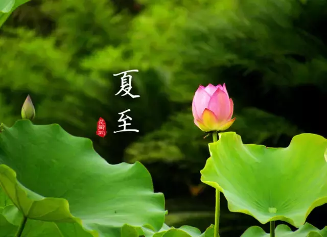 描写夏至的唯美诗句（关于夏至的优美诗句欣赏）