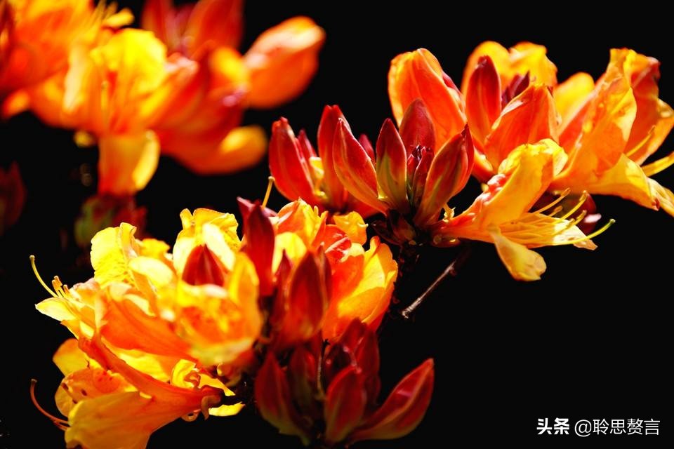 写杜鹃的诗句有哪些（赞美杜鹃的诗句古诗鉴赏）