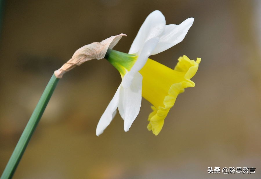 水仙花的诗歌有什么（描写水仙花的古诗）