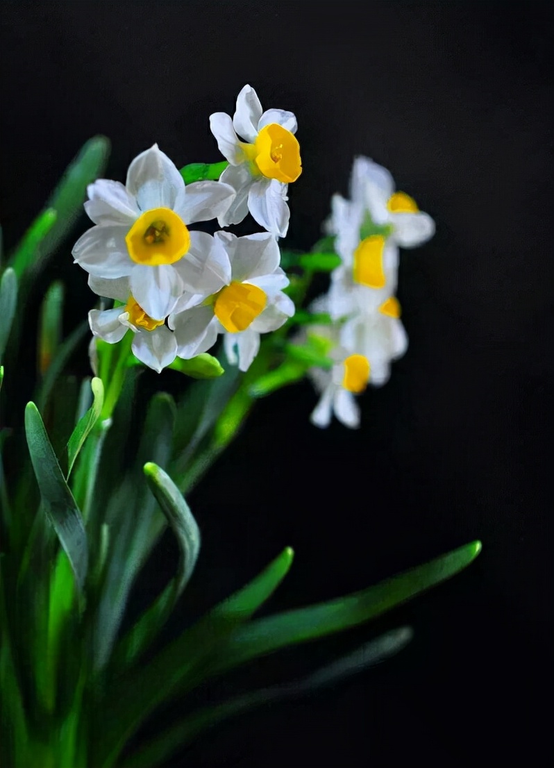 描写水仙花的优美句子段落（赞美水仙花的诗句古诗）