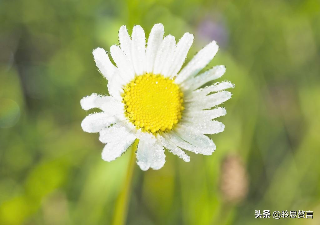 祝福生日的诗句（有文化内涵又高雅的生日祝福语）
