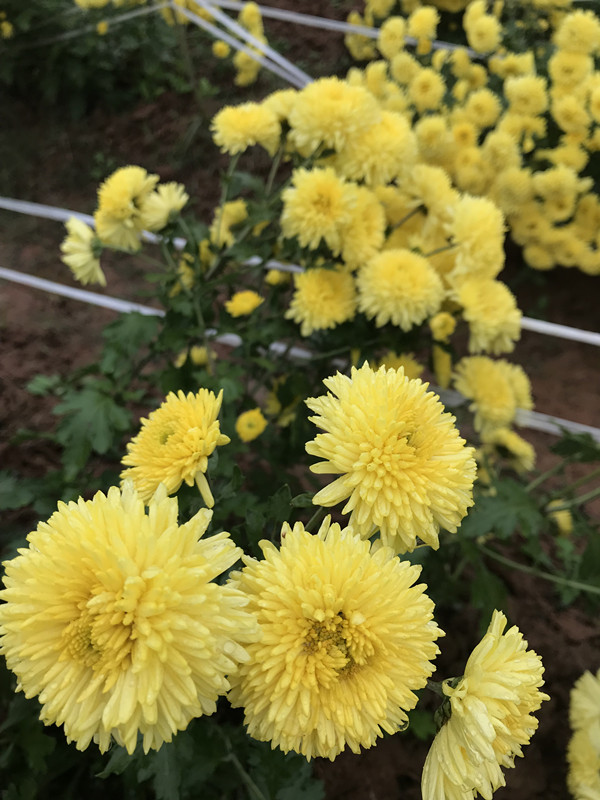 写菊花的诗句古诗（赞美菊花坚强的诗句）