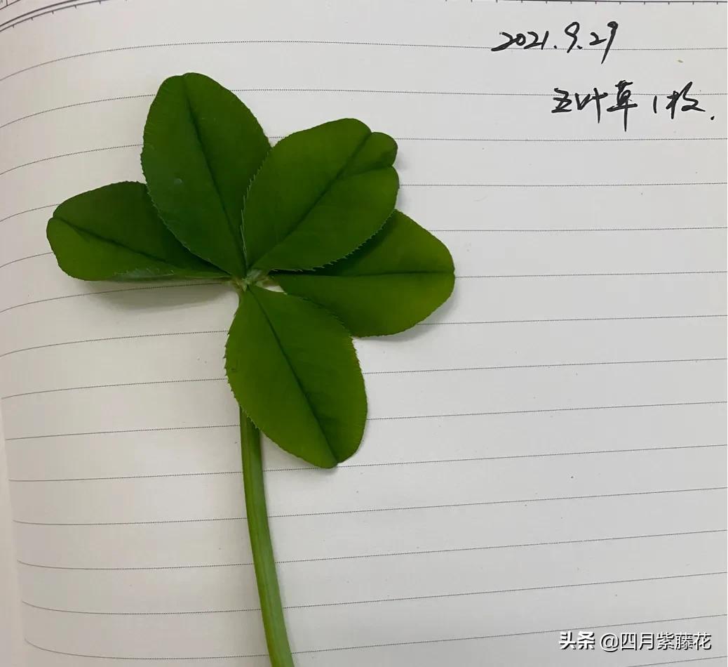 关于四叶草的传说（金四叶草的寓意和象征）