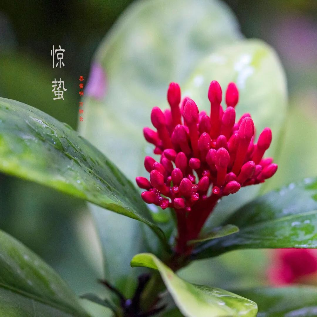 关于惊蛰的诗句唯美（描写惊蛰的诗句鉴赏）
