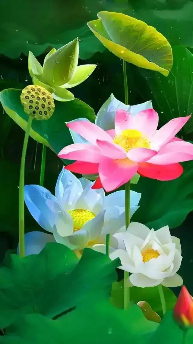 相思之苦的经典句子（牵挂的唯美句子）