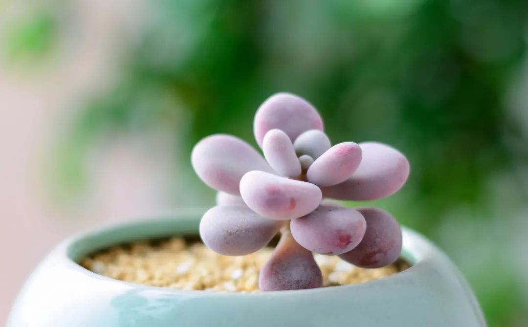 春节祝福诗句经典古诗（带有祝福语的古诗词）