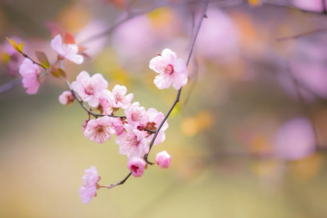 关于春花的诗句有哪些（赞美花的优美诗句）
