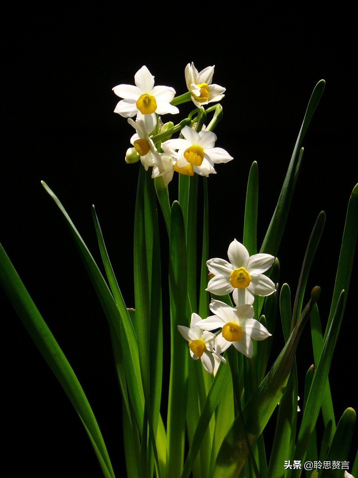 水仙花的诗歌有什么（描写水仙花的古诗）