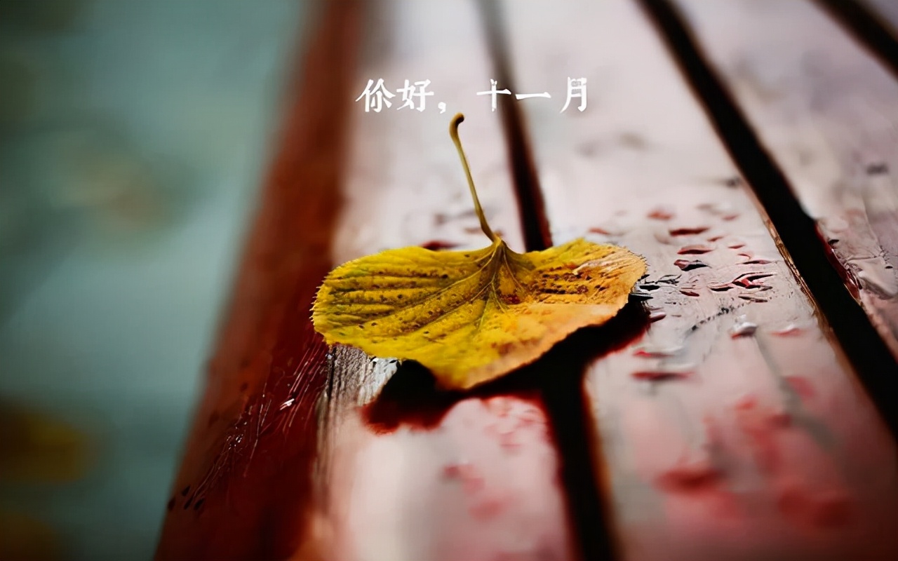 十一月你好的唯美文字（11月的句子短句唯美）
