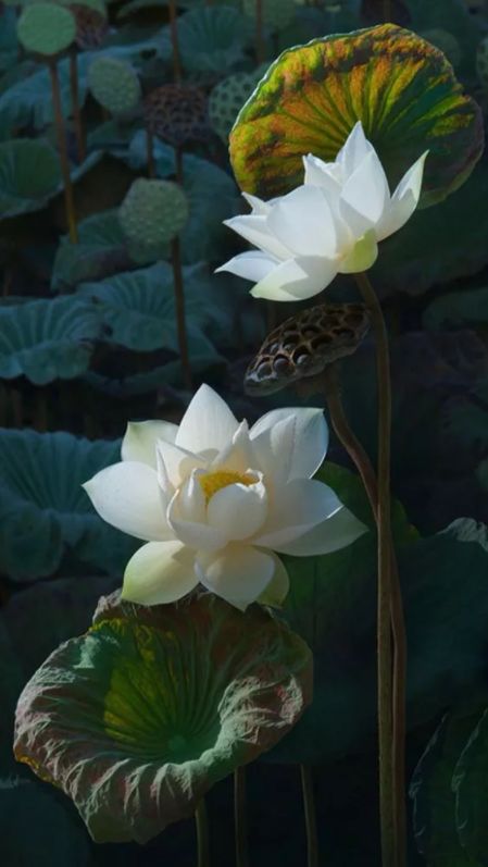 关于莲花的诗句有哪些（赞美荷花的诗句古诗）