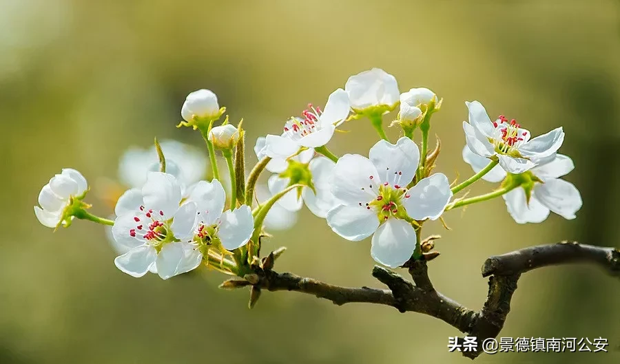 柳絮池塘淡淡风上一句是什么（柳絮池塘淡淡风全诗及赏析）