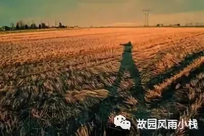 麦田守望者（麦田里的守望者作品赏析）