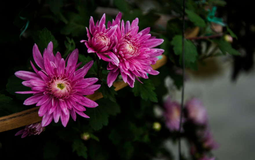 菊花古诗有哪些（赞美菊花的诗句分享）