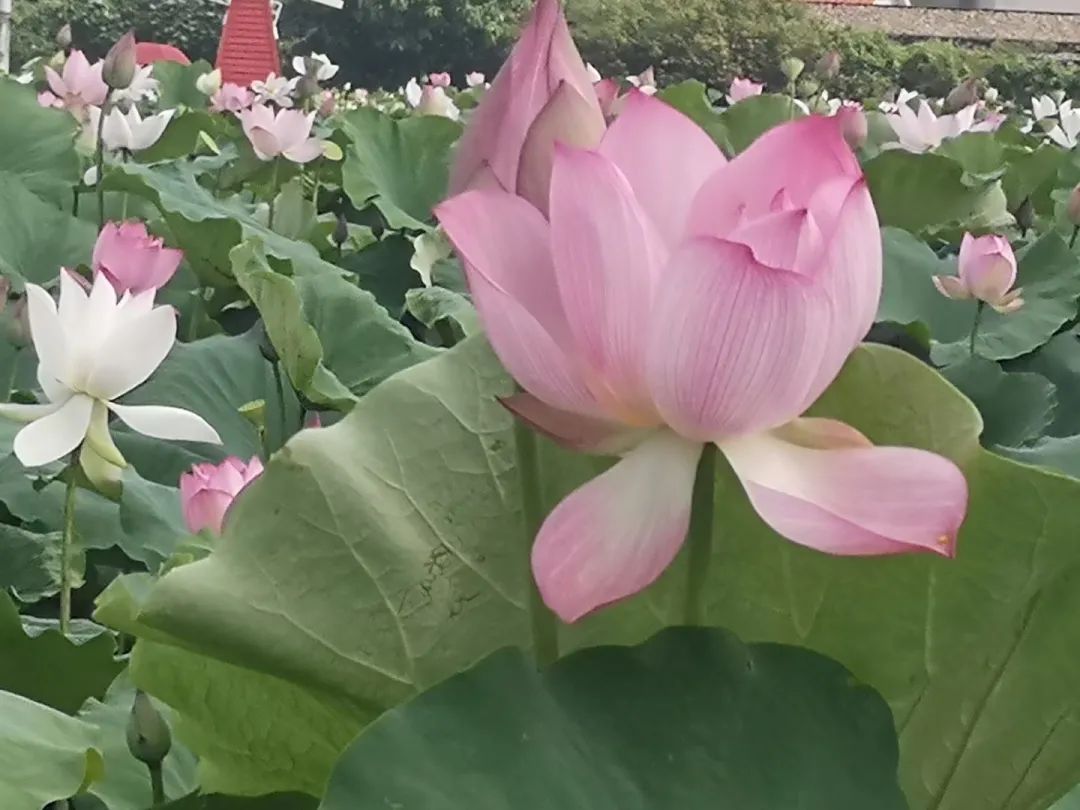 周记300字左右（真实日常周记4篇）