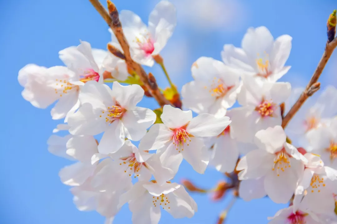 与春天有关的成语（形容春暖花开的成语）