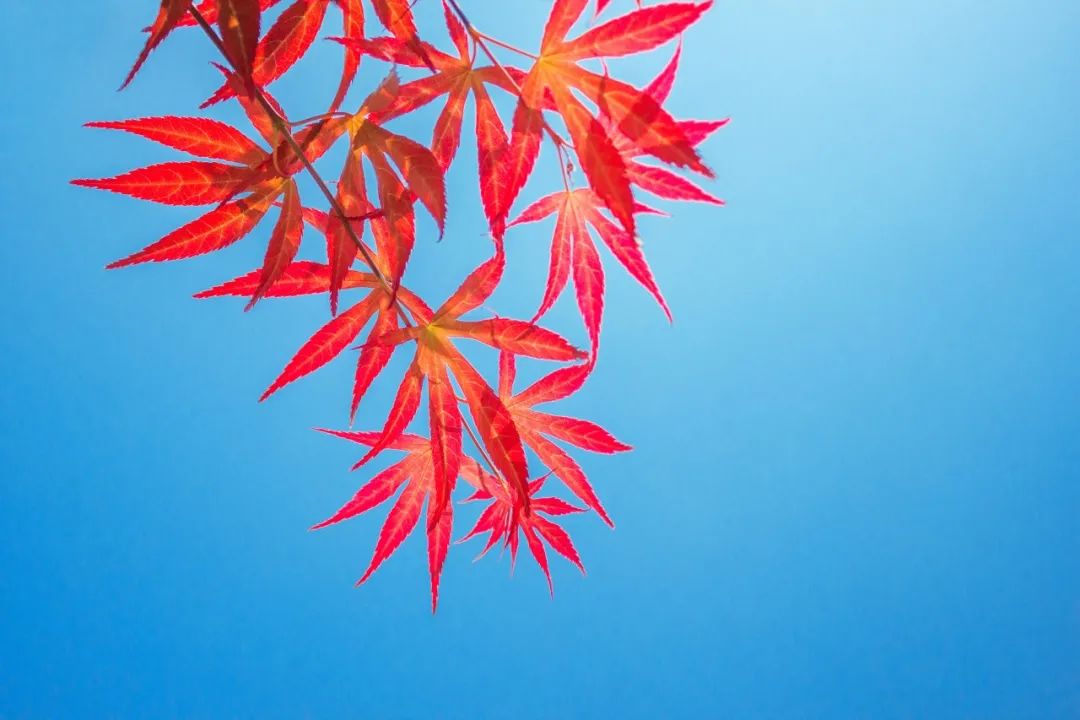 对偶诗句摘抄大全（运用对偶手法的古诗句）